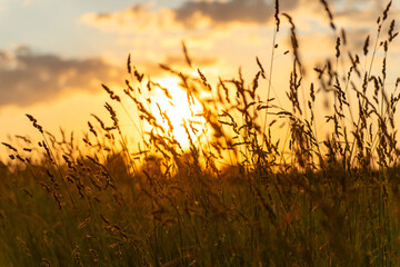Fototapeta premium The sun is setting behind the grass stalks
