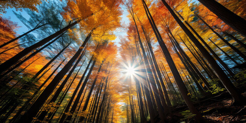 Trees with autumn colors, view from below - AI Generated