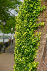 Die Stadt Rees am Rhein