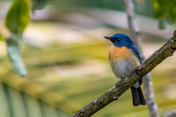 robin on a branch