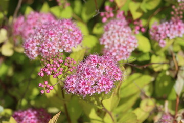Sweden. Spiraea japonica, the Japanese meadowsweet or Japanese spiraea, is a plant in the family Rosaceae. 