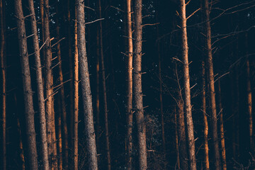 Dämmerung im Fichten Nadelwald. Warmes Abendlicht trifft auf Bäume