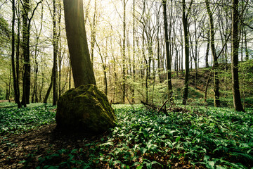 Fototapeta premium Bärlauch im frühlingshaften Wald