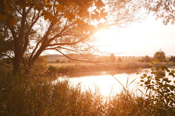 Obraz premium Romantischer Sonnenuntergang am See. Ufer mit Baum und Schilf