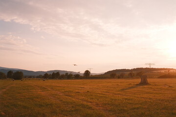 Sommer Harz Wiese