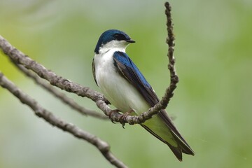 Fototapeta premium tree swallow wild bird on branch wild nature