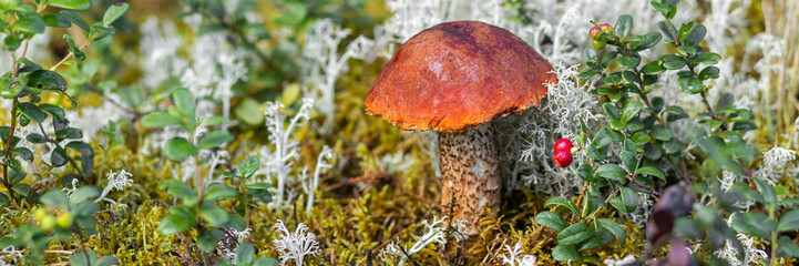 A forest edible brown cep porcini mushroom growing in a natural background. Karelia. Banner copy space for text