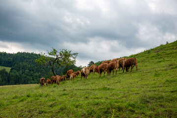 Rinderherde bei Gewitterstimmung . Herd of cattle in  stormy atmosphere