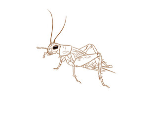 cicada with golden outline on white background