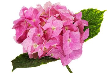 Inflorescence of the pink flowers of hydrangea, isolated on white background - 616274444