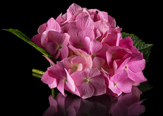 Fototapeta premium Inflorescence of the pink flowers of hydrangea, isolated on black background with reflection