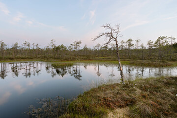 Morning view of the raised bog (swamp) in Europe