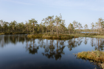 Evening view of the raised bog (swamp) in Europe