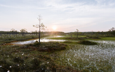 Evening view of the raised bog (swamp) in Europe