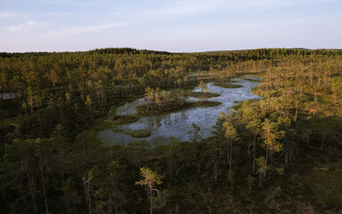 Morning view of the raised bog (swamp) in Europe