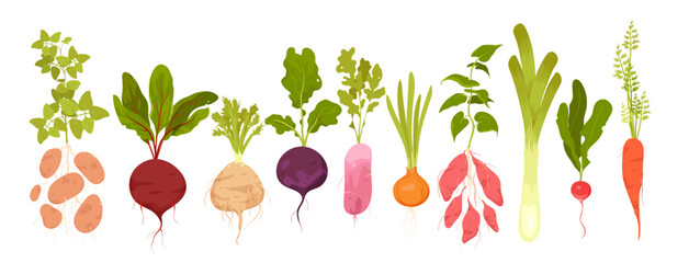 Cartoon isolated vitamin tubers and green leaf, growing in garden food ingredients collection with leek celery onion potato radish beetroot carrot batatas. Root vegetables set vector illustration - obrazy, fototapety, plakaty