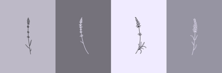 Vector set of botanical illustrations in minimal linear style, lavender flower illustration set, minimalistic modern floral logo - 616275840