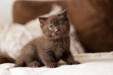 Kuschelige Samtpfoten Britisch Kurzhaar Katzenkinder