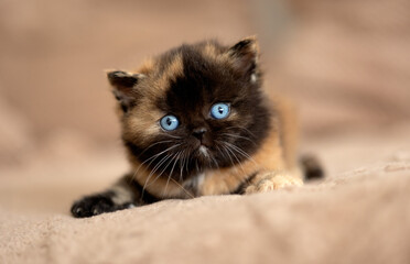 Extrem selten Rarität Britisch Kurzhaar kitten blue eyes Tortie