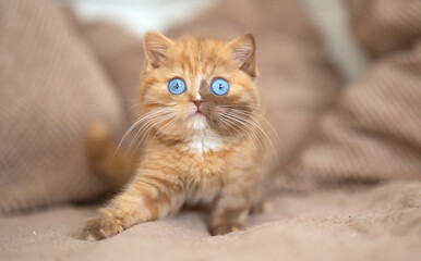 Kuschelige Samtpfoten Britisch Kurzhaar Katzenkinder