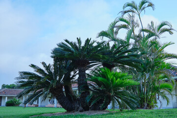 green palms in the sky 