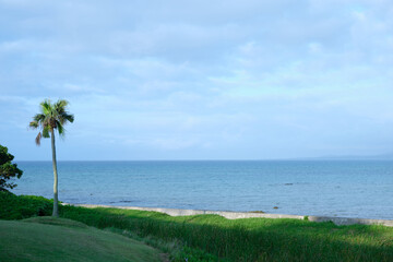 beautiful landscape of the island with a tropical tree