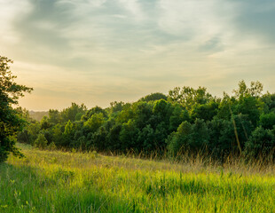 sunset in a field with trees in the background