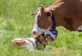 A mother's love for her child. A cow next to her calf. Motherly love in animals