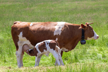 A calf sucking milk from a mother cow