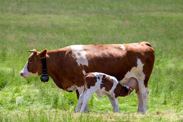 A calf feeding on milk from a mother cow