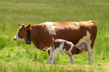 A calf sucking milk from its mother