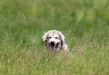 The head of a white dog seen from the tall grass
