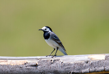 A Motacilla alba bird sitting on a beam seen from the profile