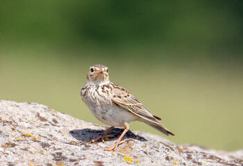 An Alauda arvensis bird sitting on a stone
