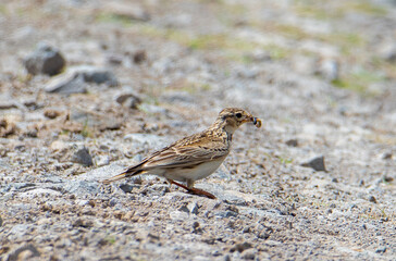 An Alauda arvensis bird with insects in its beak