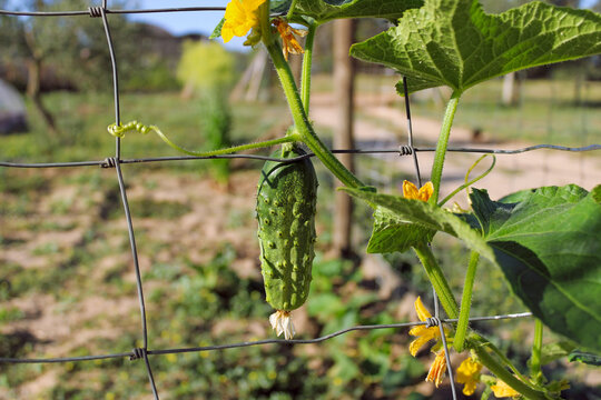 Cucumis sativus planta con flores y frutos