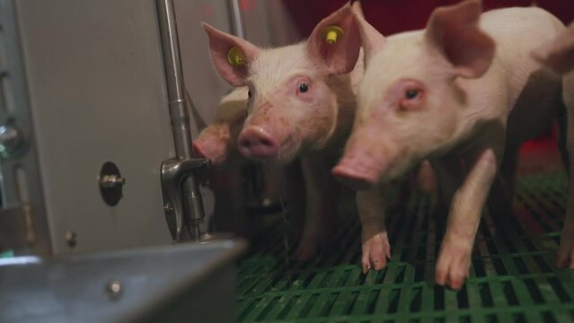 Little piglets drink, piglets drink on a pig farm, a pen of little piglets, a pig farm