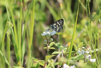 A beautiful butterfly sits on a flower with a park on a blurry background