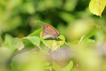 A beautiful butterfly sits on a flower with a park on a blurry background