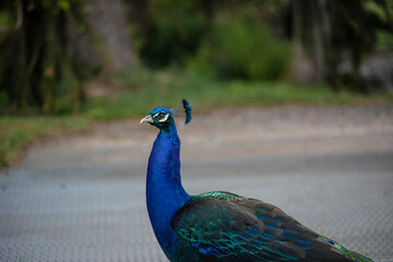 Fototapeta premium Gorgeous portrait of a blue peacock with silky blue feathers