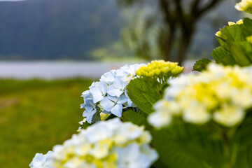 Close up to Hydrangea flowers blooming with the lake of Sete Cidades in the Background. Sao Miguel...