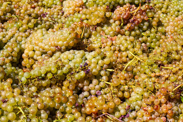 Grape harvest for wine production. Grape harvest. Grapes. The process of preparing for the production of wine