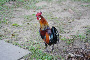 pretty rooster | Red Junglefowl | Gallus gallus | 红原鸡 | rooster on the grass	