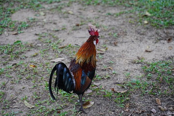pretty rooster | Red Junglefowl | Gallus gallus | 红原鸡 | rooster on the grass	