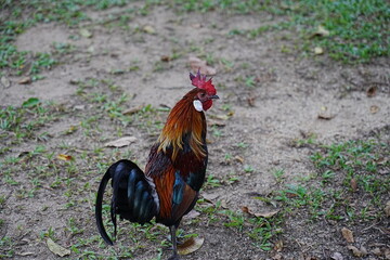 pretty rooster | Red Junglefowl | Gallus gallus | 红原鸡 | rooster on the grass	