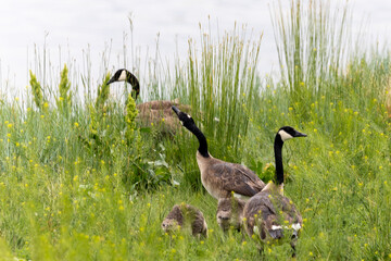 Geese in Boulder Colorado, Boulder Wildlife