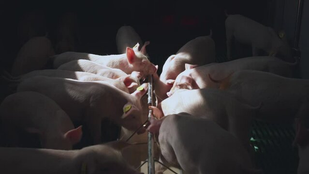 Small piglets eat, piglets eat on a pig farm, a pen of small piglets, a pig farm