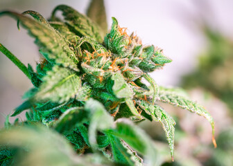 Close up shot of a cannabis plant blossom