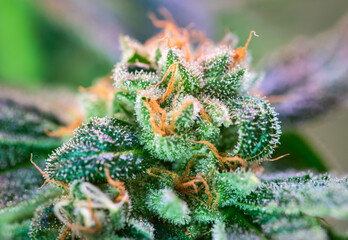 Close up shot of a cannabis plant blossom