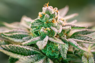 Close up shot of a cannabis plant blossom